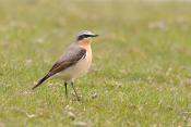 tapuit (Oenanthe oenanthe) 4-2017 0198
